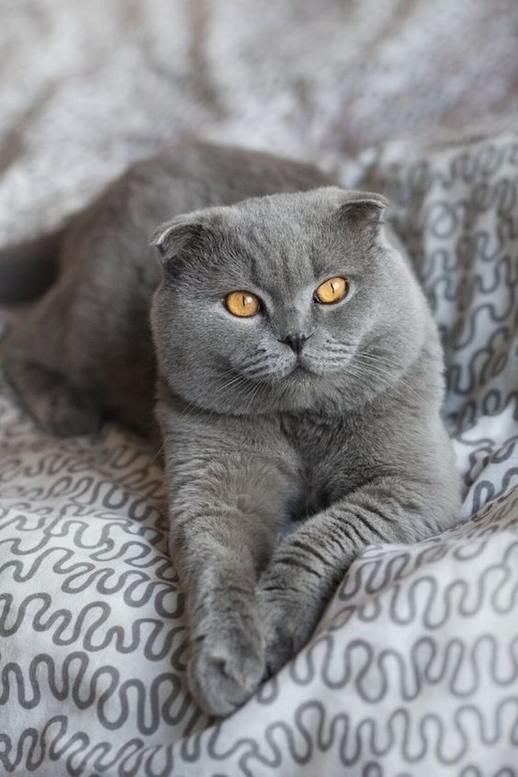 Скоттиш фолд британец вислоухий