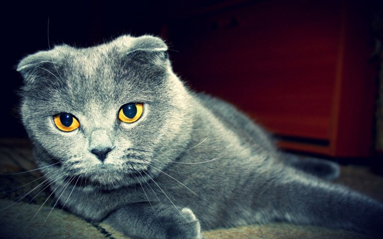 Шотландская вислоухая кошка