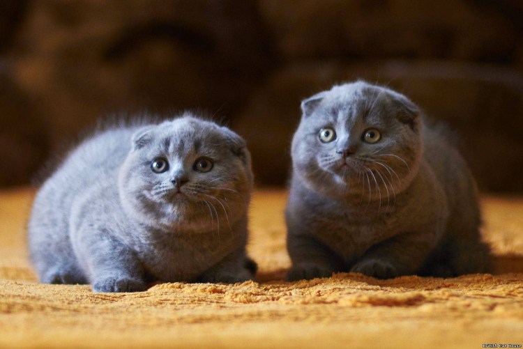 Шотландская вислоухая кошка