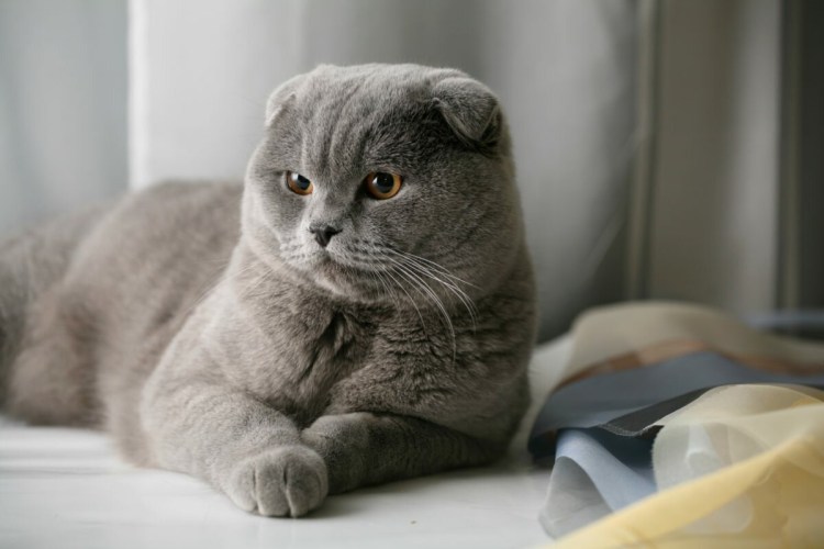 Скоттиш фолд британец вислоухий