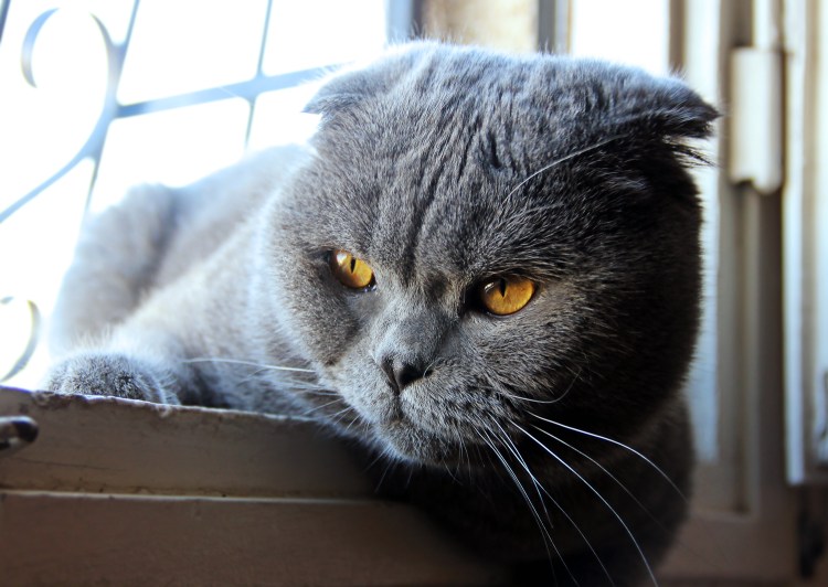 Шотландская вислоухая кошка голубая