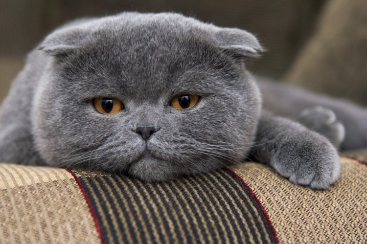 Скоттиш-фолд Шотландская вислоухая