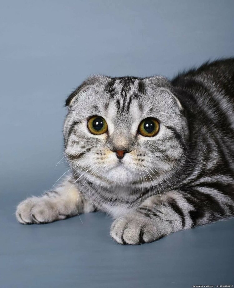Скоттиш-фолд Шотландская вислоухая котята