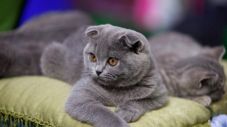 Скоттиш-фолд Шотландская вислоухая кошка
