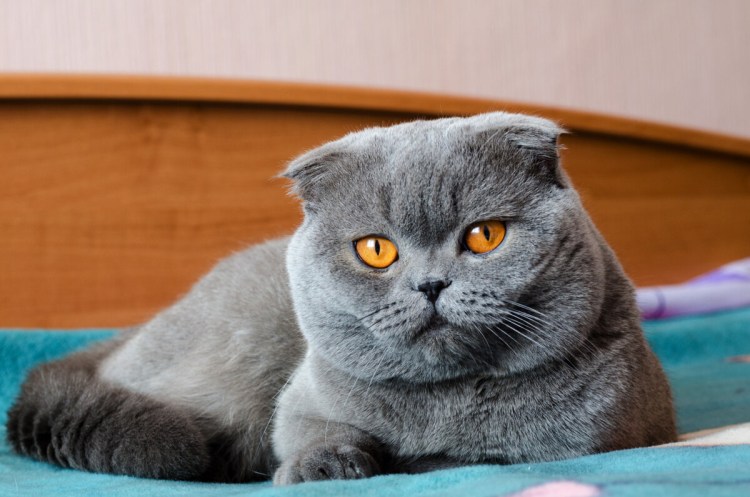 Скоттиш-фолд Шотландская вислоухая котята