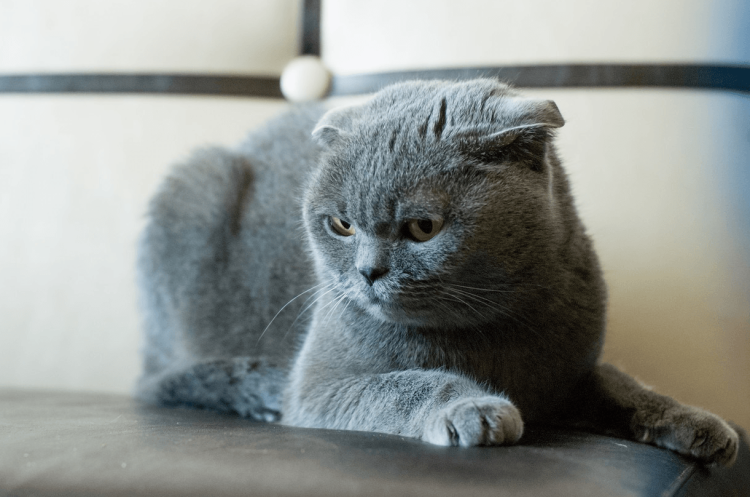 Скоттиш-фолд Шотландская вислоухая кошка