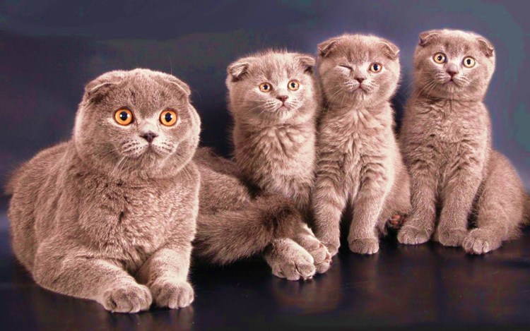 Шотландский кот скоттиш фолд