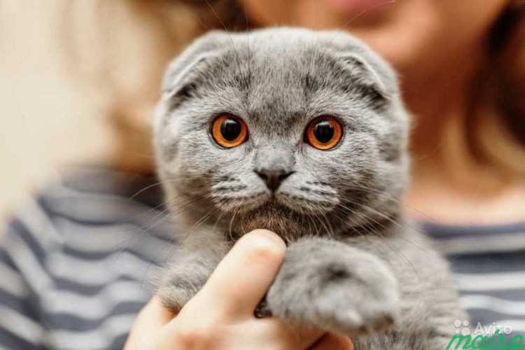 Шотландский скоттиш фолд серый