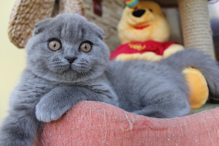 Скоттиш-фолд Шотландская вислоухая