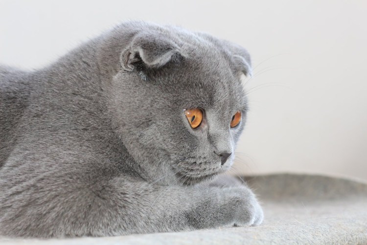 Вислоухие котята шотландцы