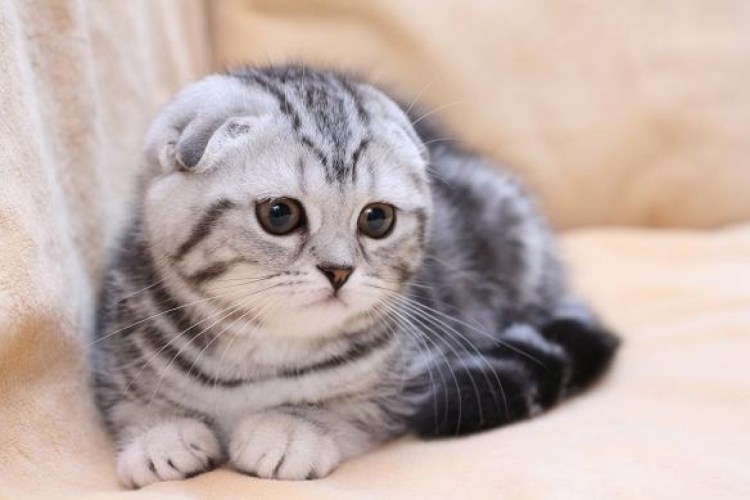 Британская вислоухая кошка серая