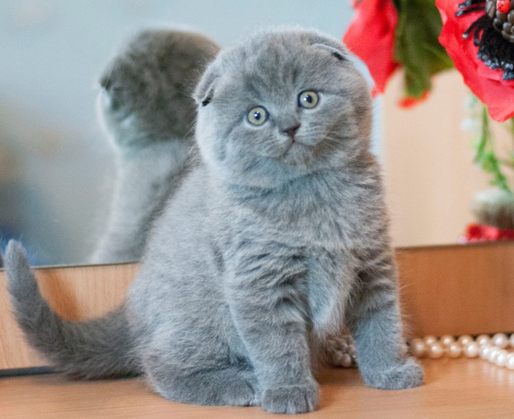 Скоттиш фолд британец вислоухий