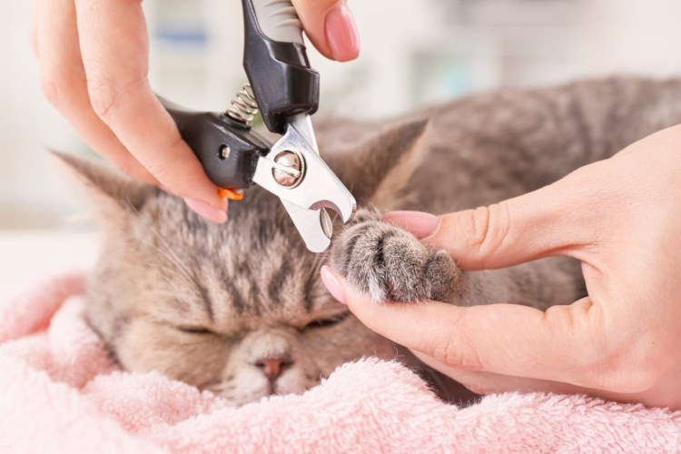 Groom стрижка когтей кошке