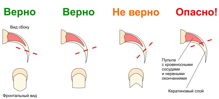 Стрижка когтей у собак