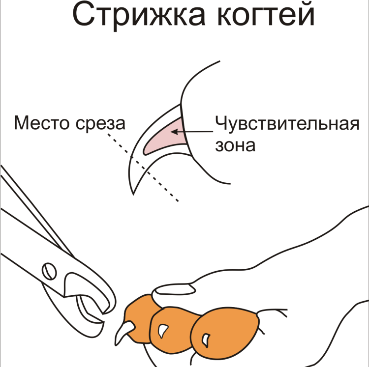 Стрижка когтей у собак и кошек