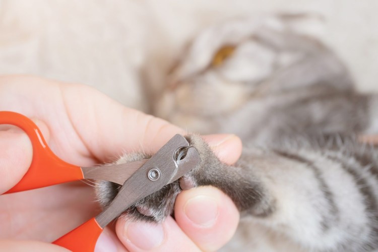 Сумка для кота для стрижки когтей