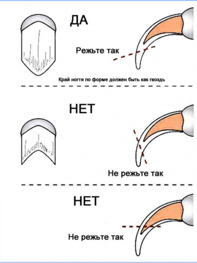 Стричь ногти кошке