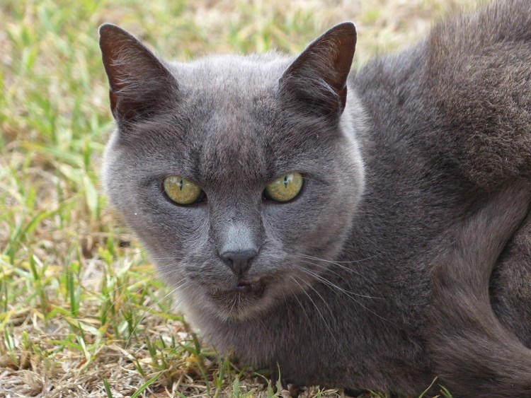 Скоттиш шартрез