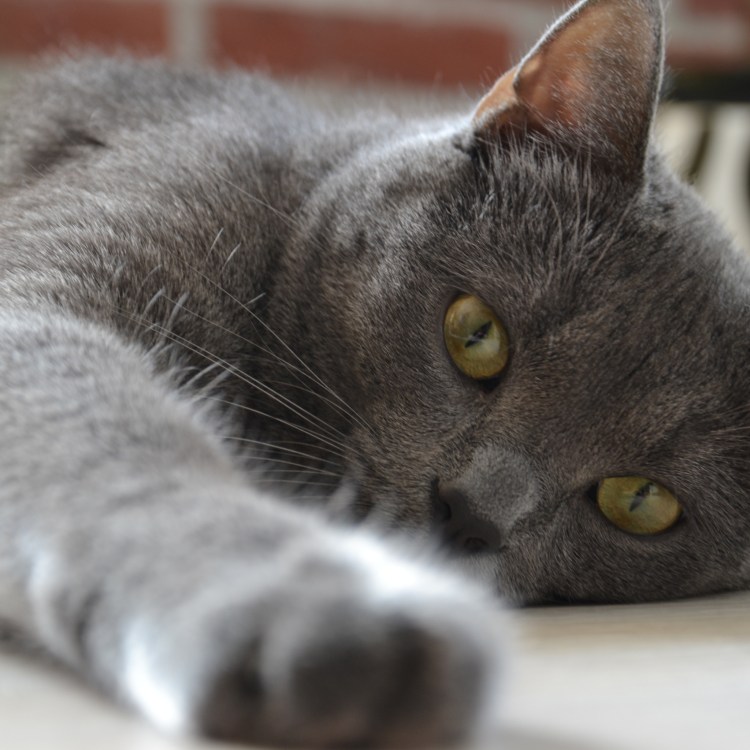 Кот породы шартрез