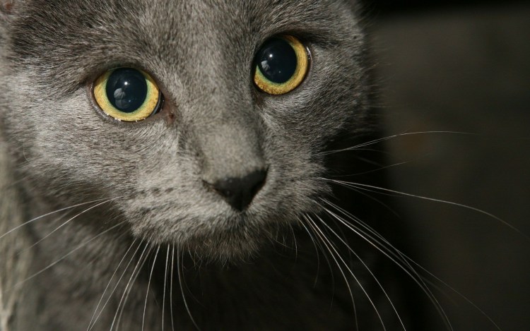 Кошка серая
