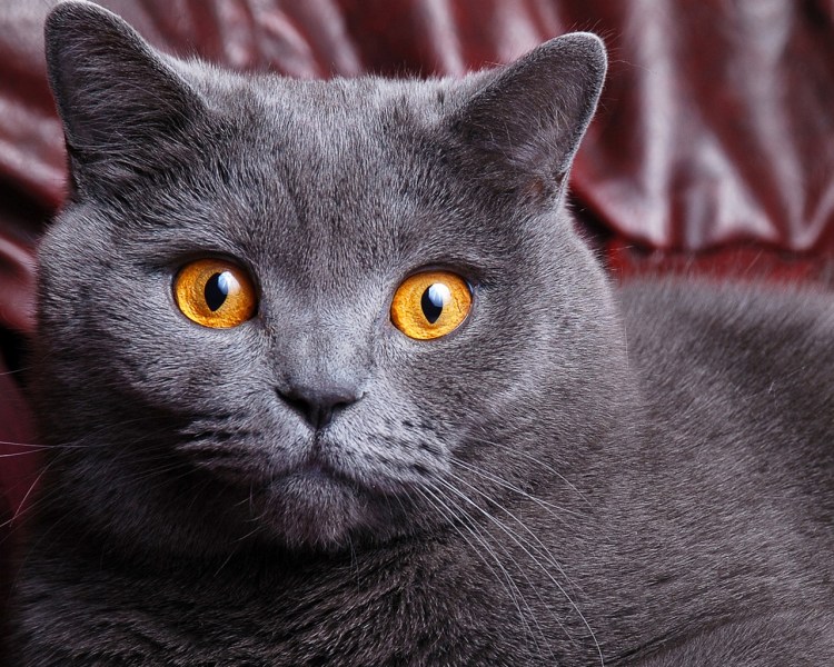 Кошка серая