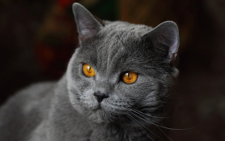 Картезианская кошка британец