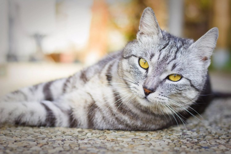 Картезианская кошка коричневая