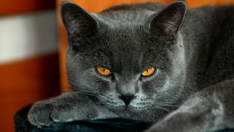 Обычный пепельный котик