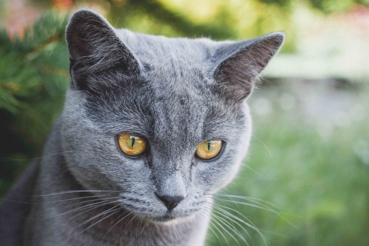 Британская короткошёрстная кошка