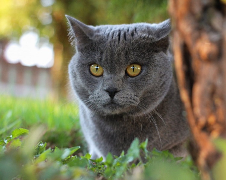 Кот серый