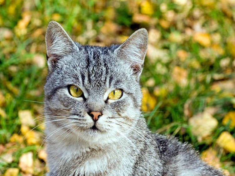 Британская кошка гладкошерстная