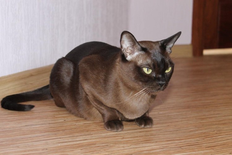 Бурманские кошки питомник