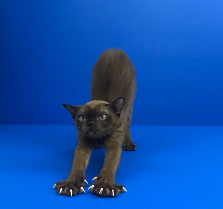 Котята Бурмы Соболь