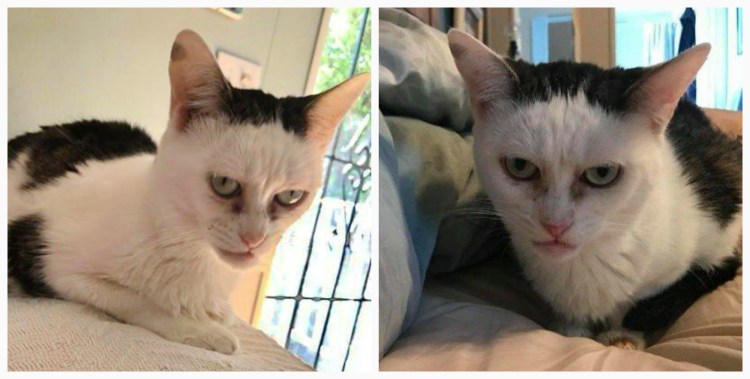Котики неудачные фото