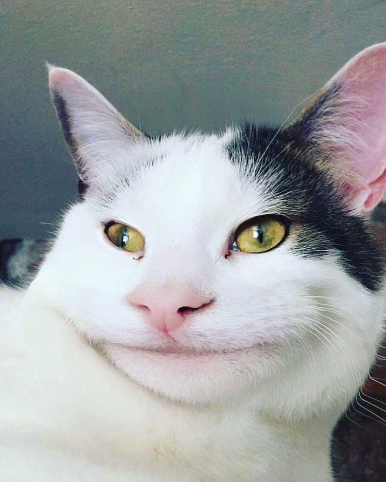 Белый кот Мем