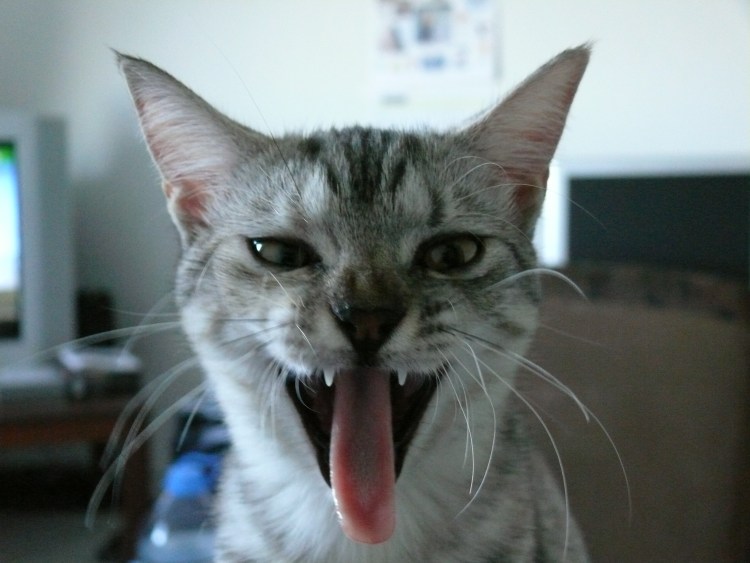 Мемы с котами