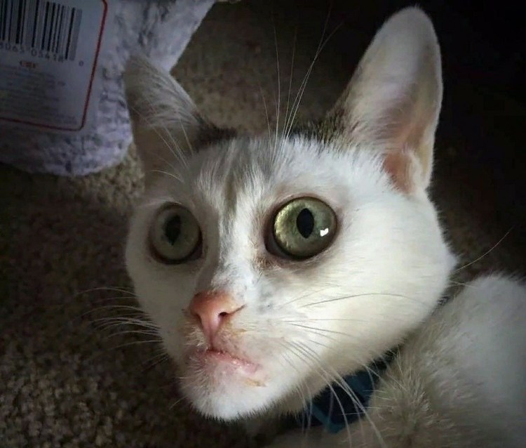 Коты мемы