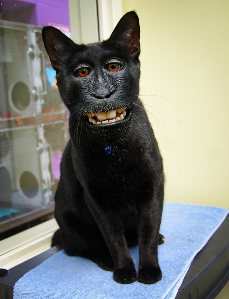 Уродливый кот