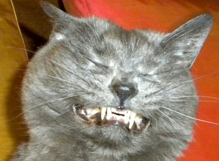 Глупая кошка