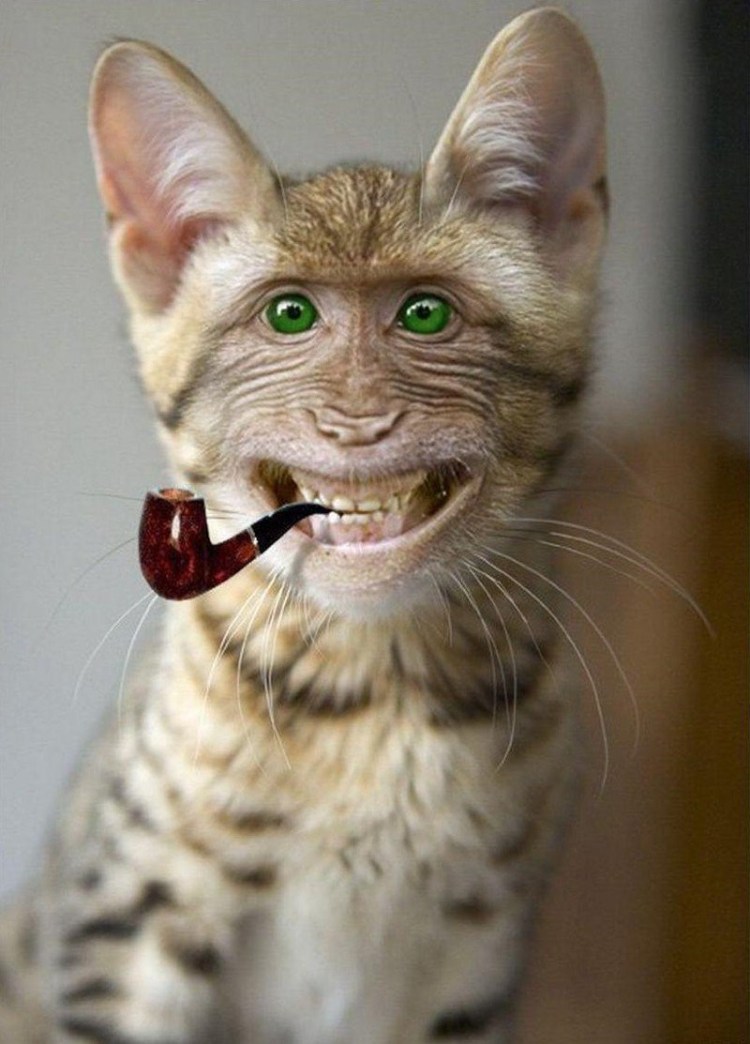 Ржачный котэ