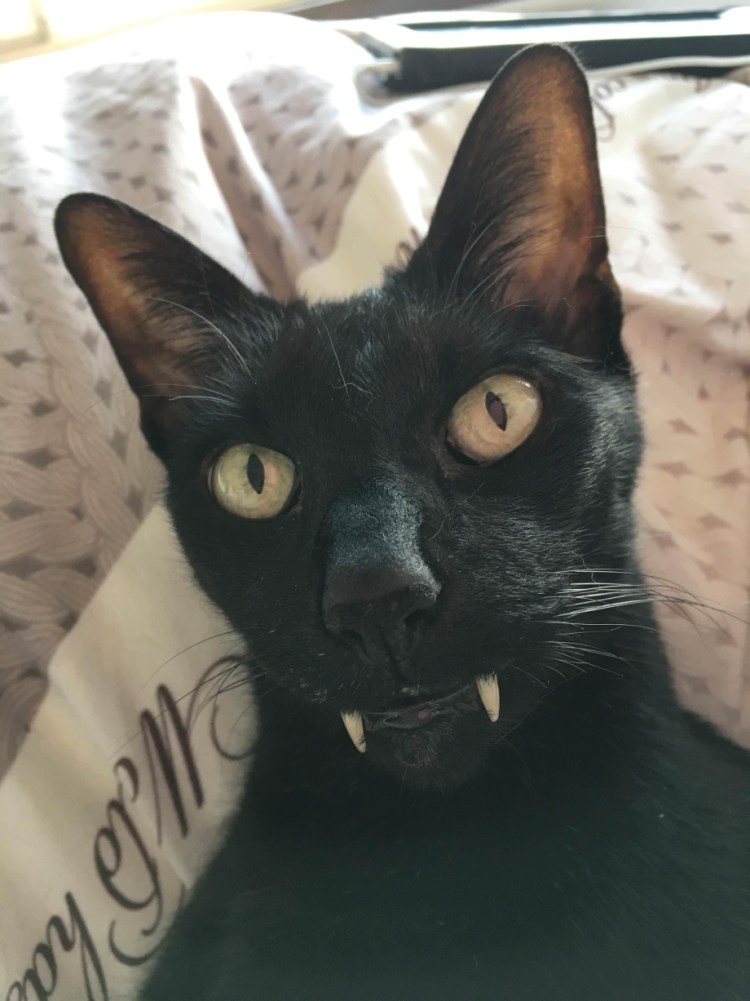 Черный кот Мем