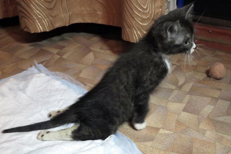 Дай мне обычную кошку