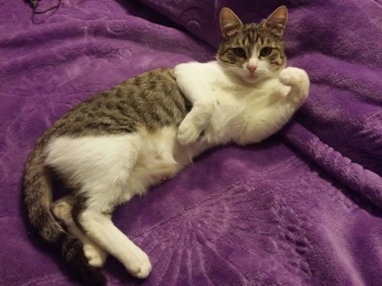 Рахит у кота
