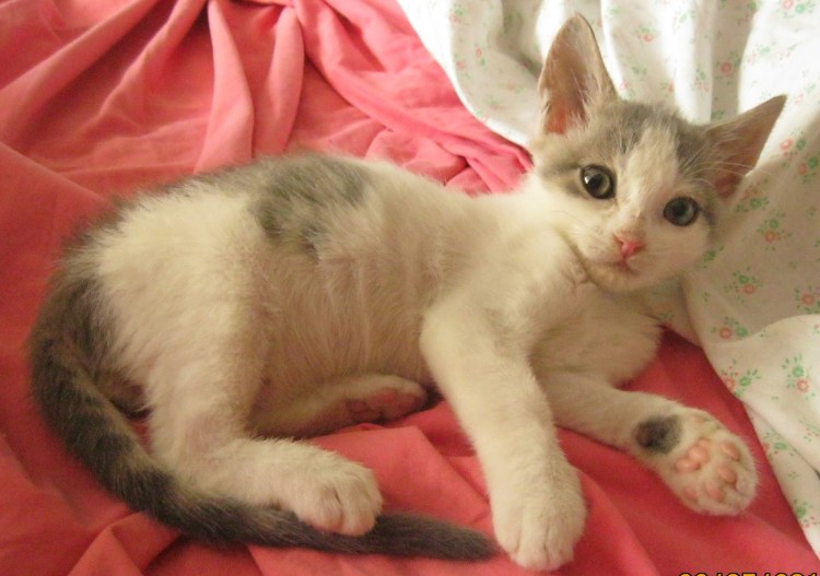 Рахит у котят