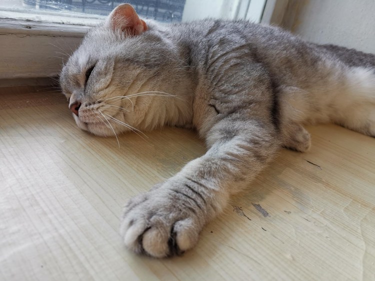 Кастрированные Сибирские коты