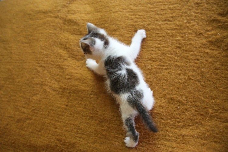 Рахит у котят