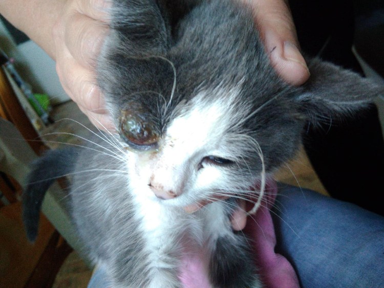 Котенок выгибает спину