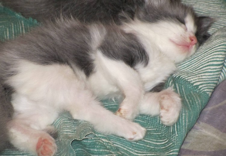 Котенок серый с белым