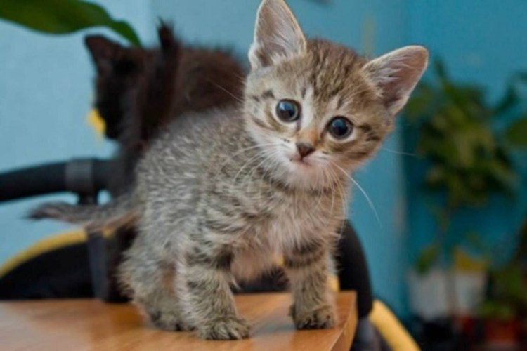Рахит у котят котенка