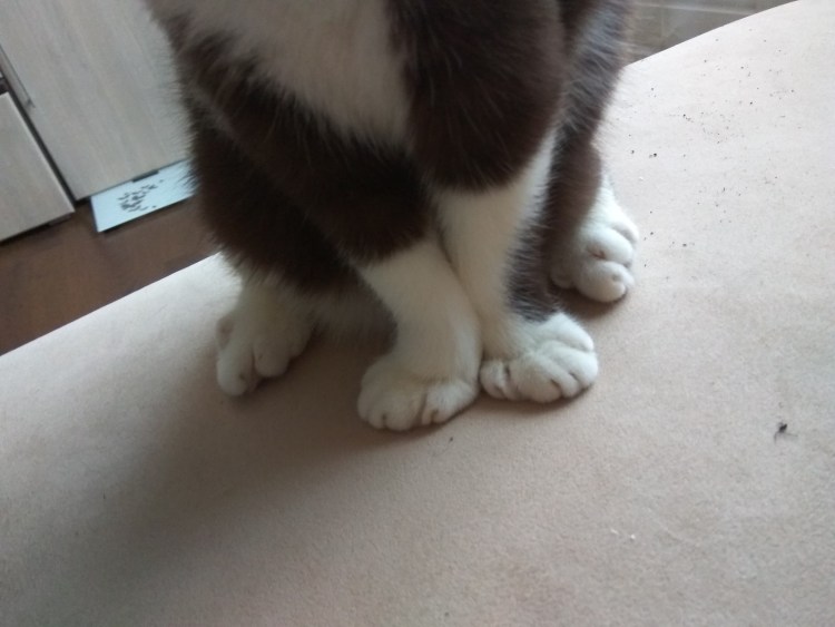 Рахит у кота